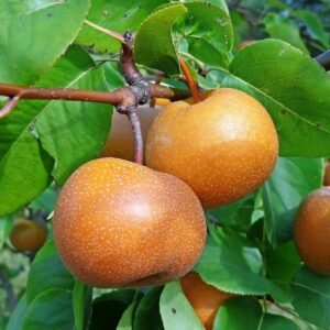 Pear Nashi