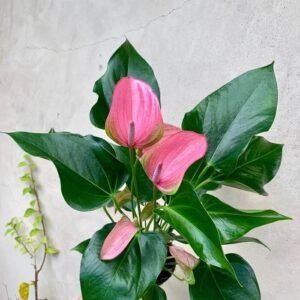 Anthurium Mini Pink