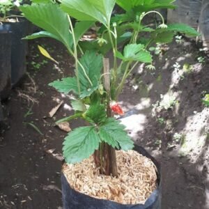 Strawberry Alexandria