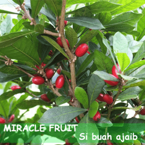 Miracle Fruit ( Buah Ajaib )