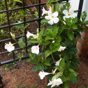 Mandevilla Putih