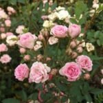 Baby Rose ( Mawar Barbie )