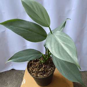 Philodendron Hastatum Silver