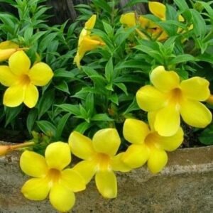 Alamanda Kuning