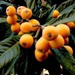 Leci Biwa ( Loquat )