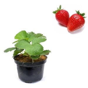Strawberry Holland