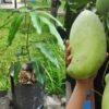 Mangga Mahatir Jumbo - Gambar 2