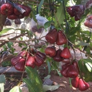 Jambu Air Black Diamond