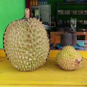 Durian Bawor 3 Kaki