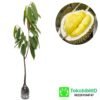 Durian Montong - Gambar 2