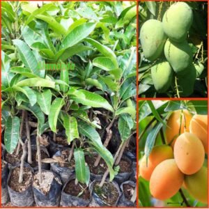 Mangga Madu Anggur