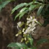 Bunga Kerudung Pengantin - Gambar 2
