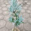 Lohansung Blue Ice (Silver) - Gambar 3
