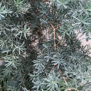 Lohansung Blue Ice (Silver)