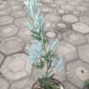 Lohansung Blue Ice (Silver) - Gambar 4