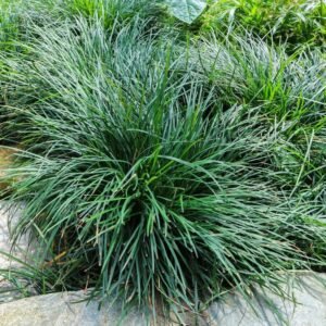 Rumput Kucai Jaburan Hijau