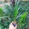 Rumput Kucai Jaburan Hijau - Gambar 3