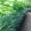 Rumput Kucai Jaburan Hijau - Gambar 2