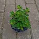 Beringin Dollar Mangkok (Ficus Microcarpa Dollar)