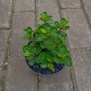 Beringin Dollar Mangkok (Ficus Microcarpa Dollar)