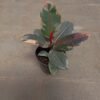 Ficus Elastica 'Red Ruby' - Gambar 3