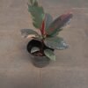 Ficus Elastica 'Red Ruby' - Gambar 2