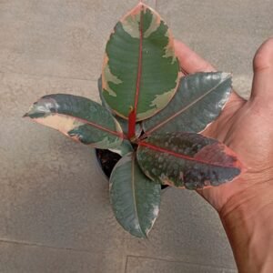 Ficus Elastica 'Red Ruby'