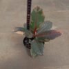 Ficus Elastica 'Red Ruby' - Gambar 4