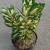 Euonymus Japonicus - Gambar 2