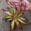 Bromelia Api (Neoregelia Shelldance) - Gambar 3