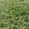 Rumput Gajah Mini Variegata - Gambar 5