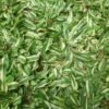 Rumput Gajah Mini Variegata - Gambar 4