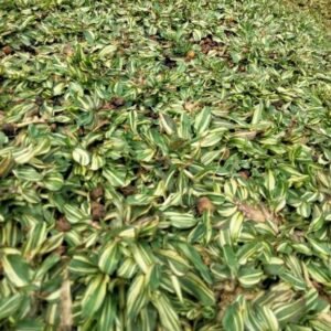 Rumput Gajah Mini Variegata