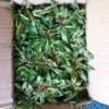 Rumput Gajah Mini Variegata - Gambar 3
