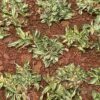 Rumput Gajah Mini Variegata - Gambar 2