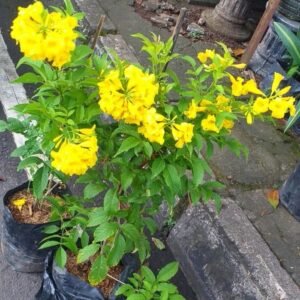 Tecomaria Kuning