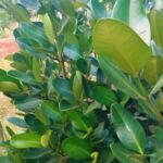 Garsenia (Garcinia)