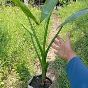 Pisang Amazon Madagascar (Typhonodorum)