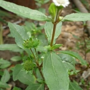 Urang Aring (Eclipta Alba)