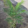 Pohon Kerai Payung (Filicium Decipiens) - Gambar 3
