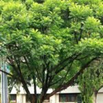 Pohon Kerai Payung (Filicium Decipiens)