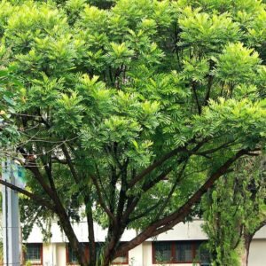 Pohon Kerai Payung (Filicium Decipiens)