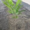 Pohon Kerai Payung (Filicium Decipiens) - Gambar 4