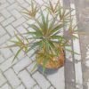 Ketapang Kencana Merah (Terminalia Bentzoe) - Gambar 3