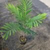 Pohon Kerai Payung (Filicium Decipiens) - Gambar 5