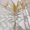 Ketapang Kencana Merah (Terminalia Bentzoe) - Gambar 4