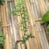 Jeruk Finger Lime - Gambar 4