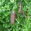 Jeruk Finger Lime - Gambar 2