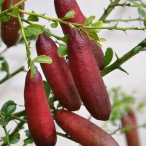 Jeruk Finger Lime