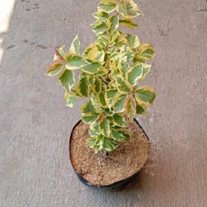 Bougenville Merah Variegata